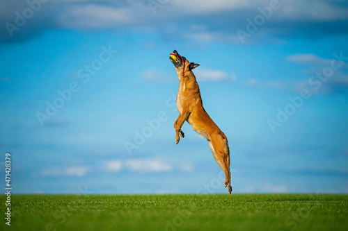 Incredible jumping of adult Belgian Malinois dog playing in the field with a ball on a rope © Юлия Мальсагова