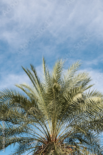 Copy space of tropical palm tree with sunlight on sky background.