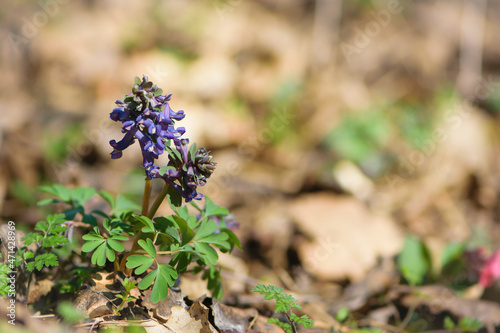 Corydalis solida. small delicate spring flowers. purple flower in the forest, close-up. natural background, bokeh. spring in the forest. The ryast is compacted, herbal folk medicine.