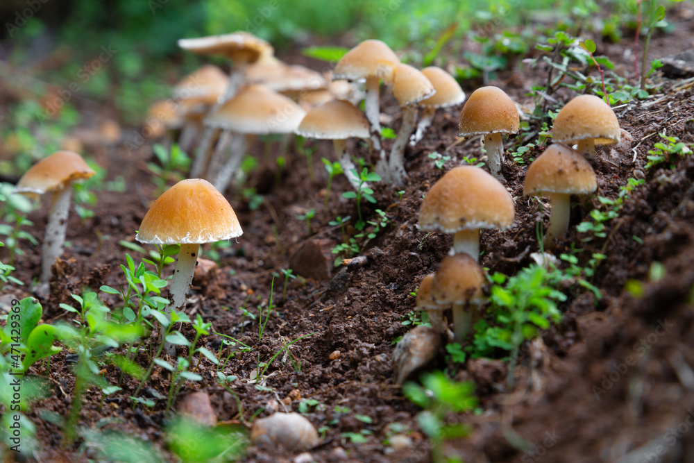 Mushrooms wallpaper. Mushrooms among plants on forest floor. Selective Focus. Fantasy Mushrooms Wallpaper. Mushrooms wallpaper. Mushrooms among plants on forest floor. Selective Focus. Fantasy Mushrooms Wallpaper.