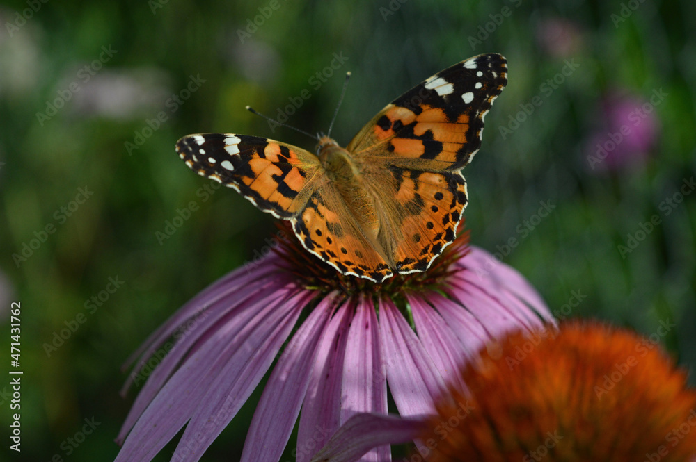 A painted-lady butterfly on an echinacea flower A painted-lady butterfly on an echinacea flower