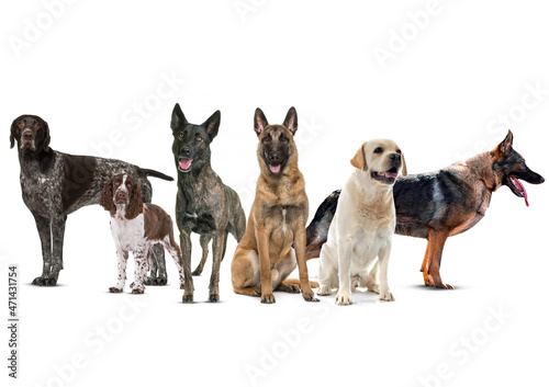Quadro su tela Dog breeds