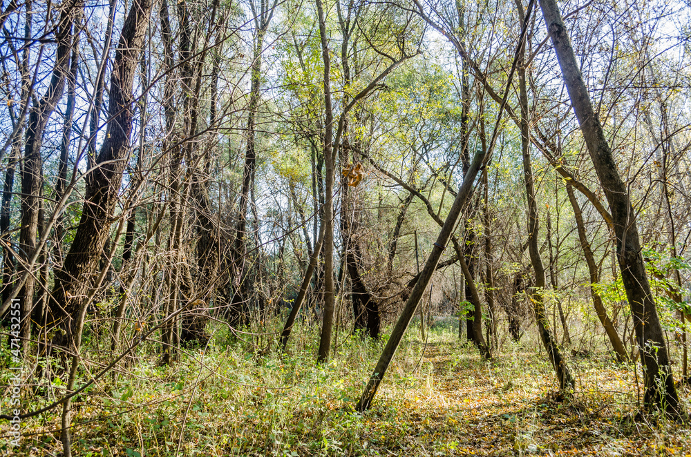 Young forest along the river Danube in the autumn part of the year. Young forest along the river Danube in the autumn part of the year.