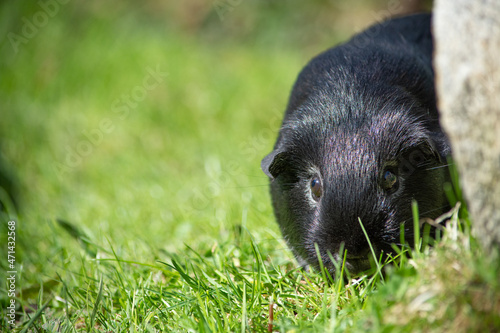 Meerschweinchen draußen