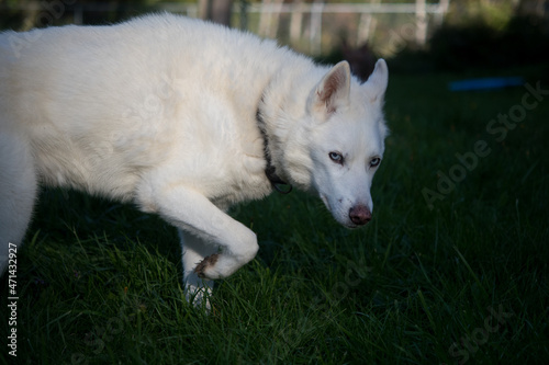 white dog in the grass