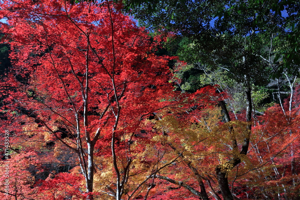 色とりどりに染まる紅葉 自然美 (愛媛県 滑床渓谷) 色とりどりに染まる紅葉 自然美 (愛媛県 滑床渓谷)