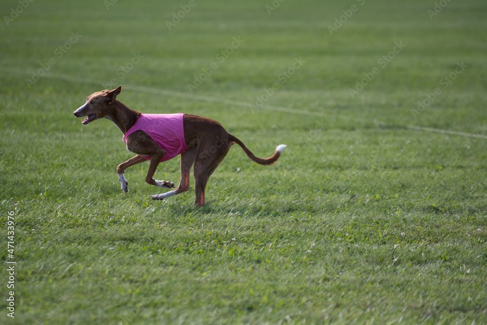 running dog running