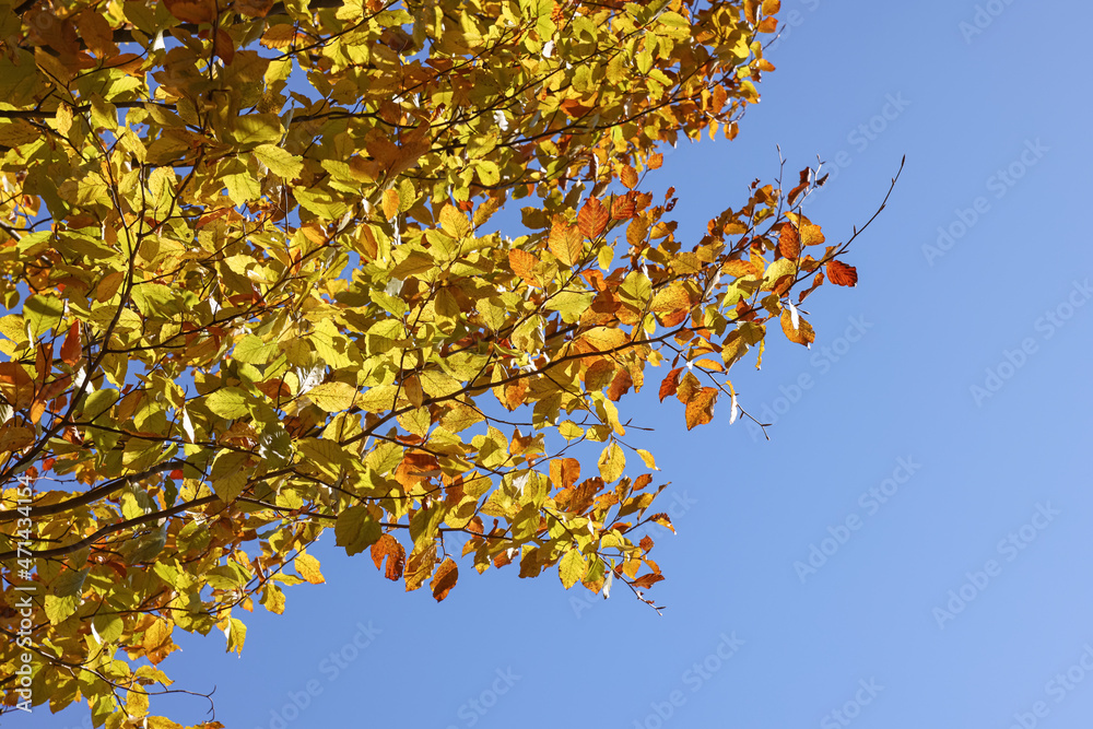 Beautiful tree with bright autumn leaves outdoors on sunny day, space for text Beautiful tree with bright autumn leaves outdoors on sunny day, space for text