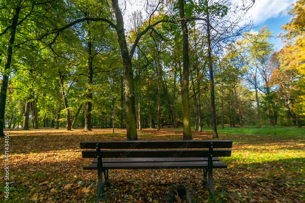 Ławka w parku pałacowym Schoena w Sosnowcu Środuli.  Jesienny widok na stare pomnikowe drzewa zabytkowego parku. 