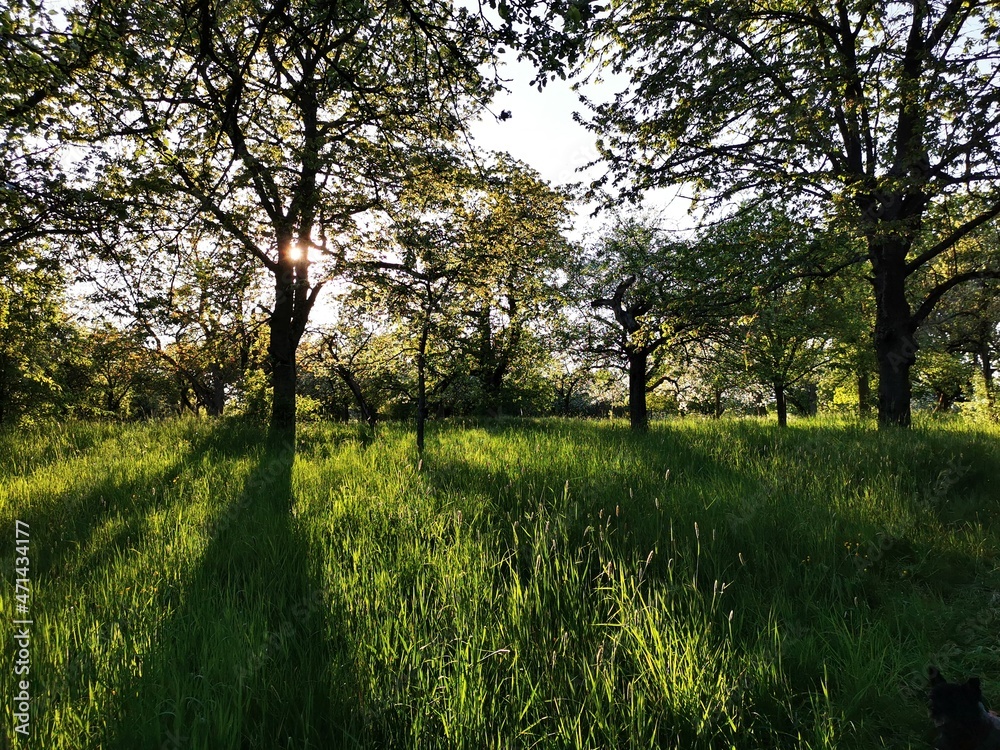 Golden hours in the woodland Golden hours in the woodland