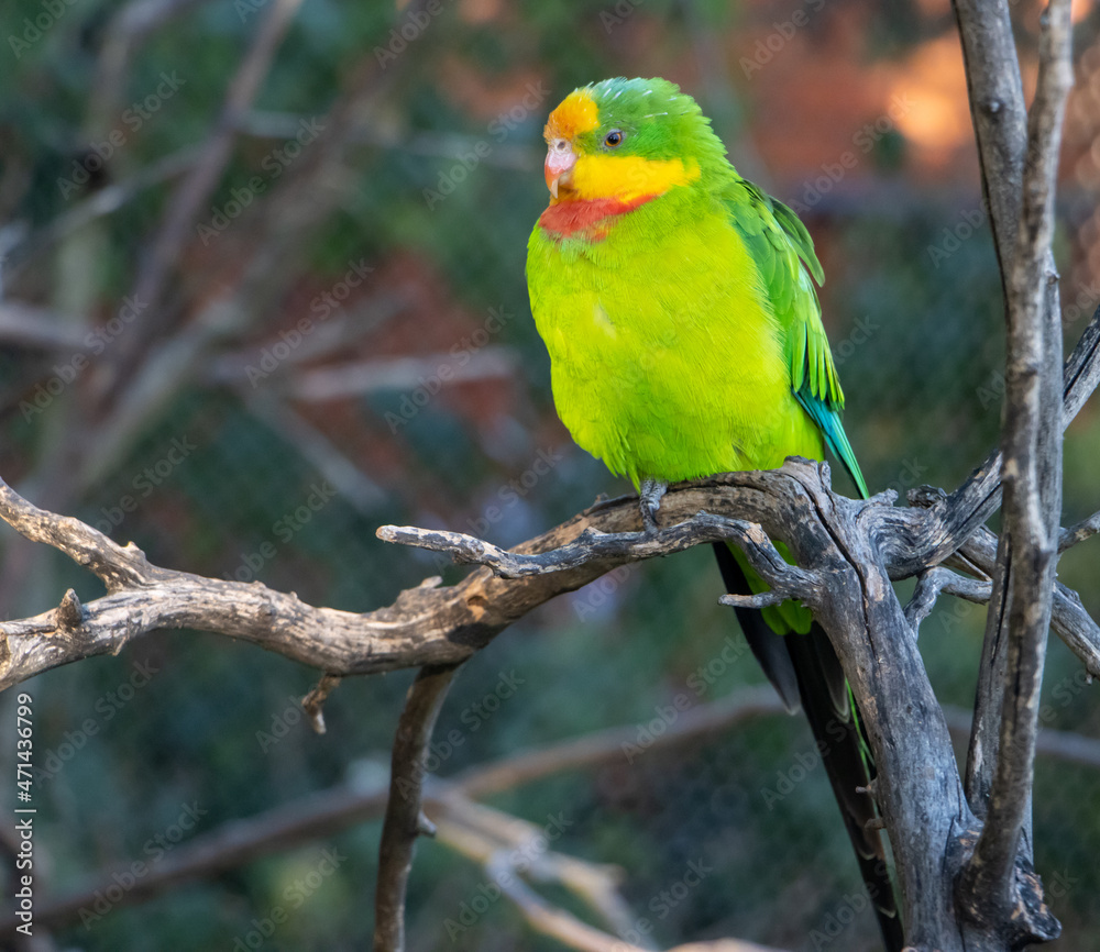 The superb parrot (Polytelis swainsonii), also known as Barraband's parrot, Barraband's parakeet, or green leek parrot