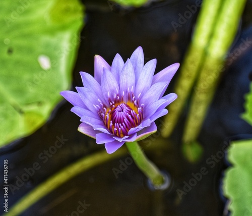 Purple Lotus Flower in a pond in St. Vincent and the Grenadines. photo