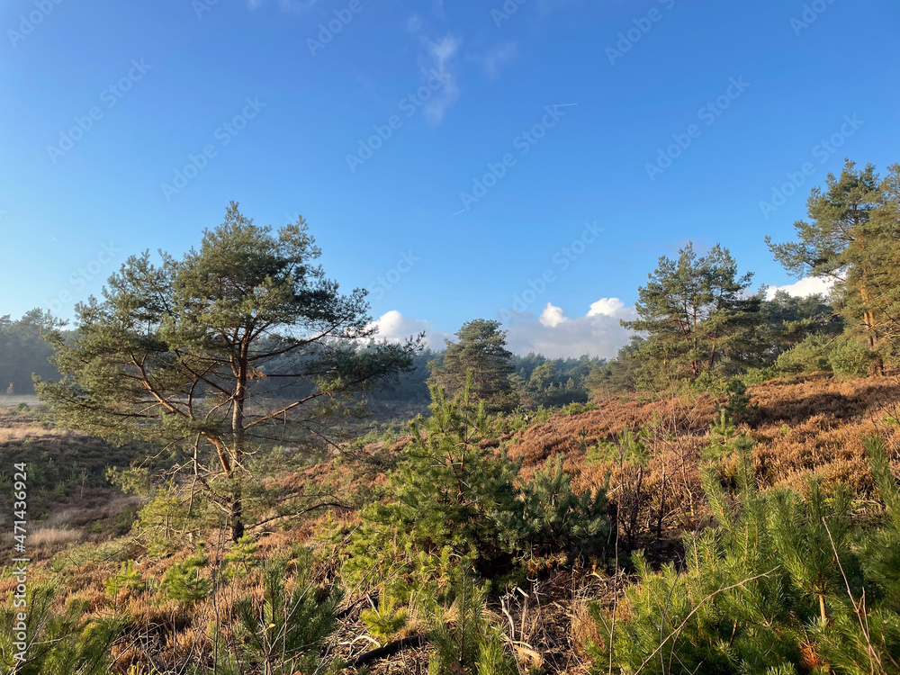 Autumn landscape at the Sallandse Heuvelrug national park