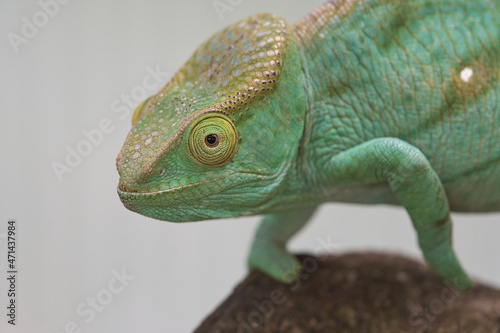 Chameleon on a branch with eye contact with the viewer. green, yellow red scales