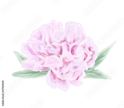 Gently watercolor pink flower peony.
