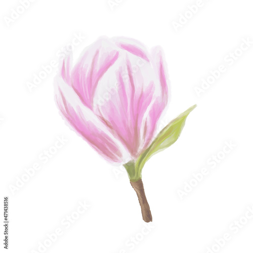 Gently watercolor pink flower magnolia