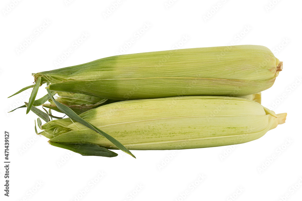 corn cobs with green leaves isolated on white background corn cobs with green leaves isolated on white background