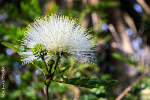 White Caliandra  Calliandra haematocephala  flower at tropical garden