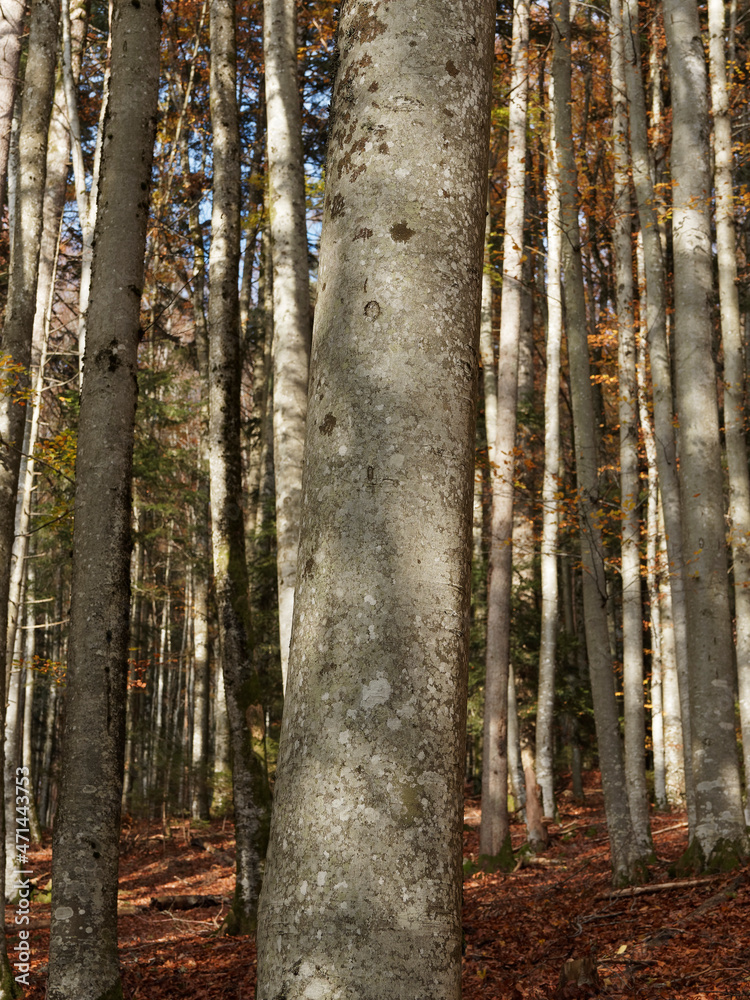 Fototapeta premium Heigh and largeTrunks of Fagus sylvatica or European beeches in a steep gorge of southern Black Forest in Germany