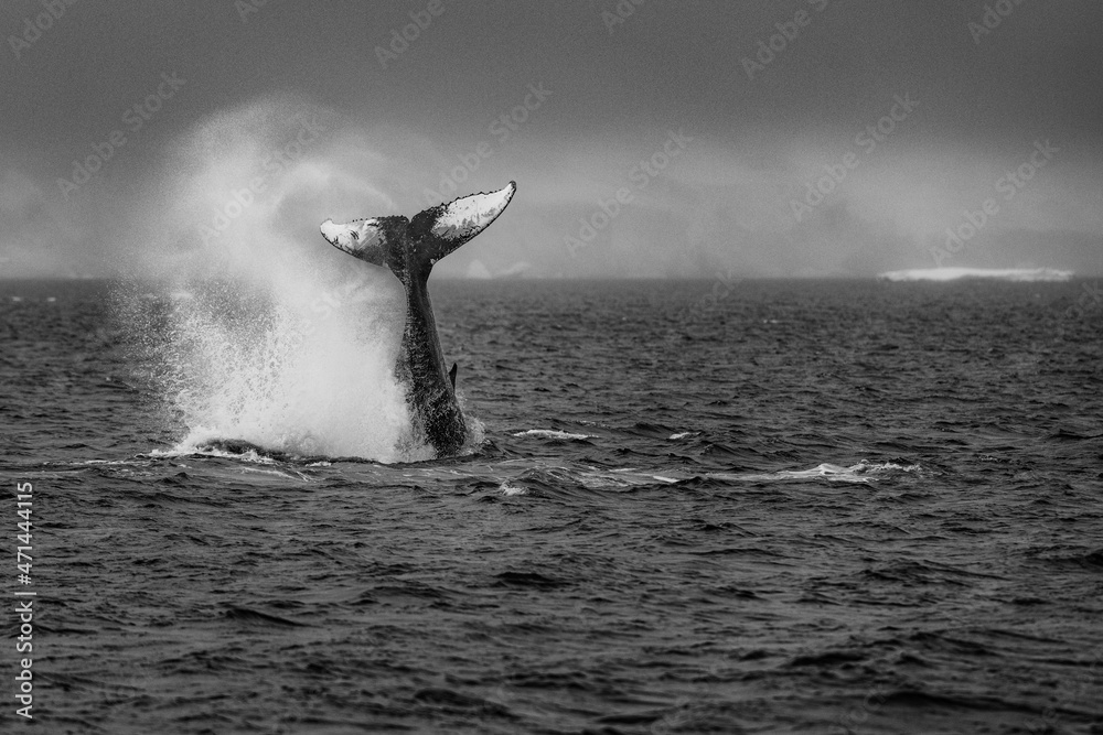 Foto de Black And White Image Of A Humpback Whale Breaching The Surface ...
