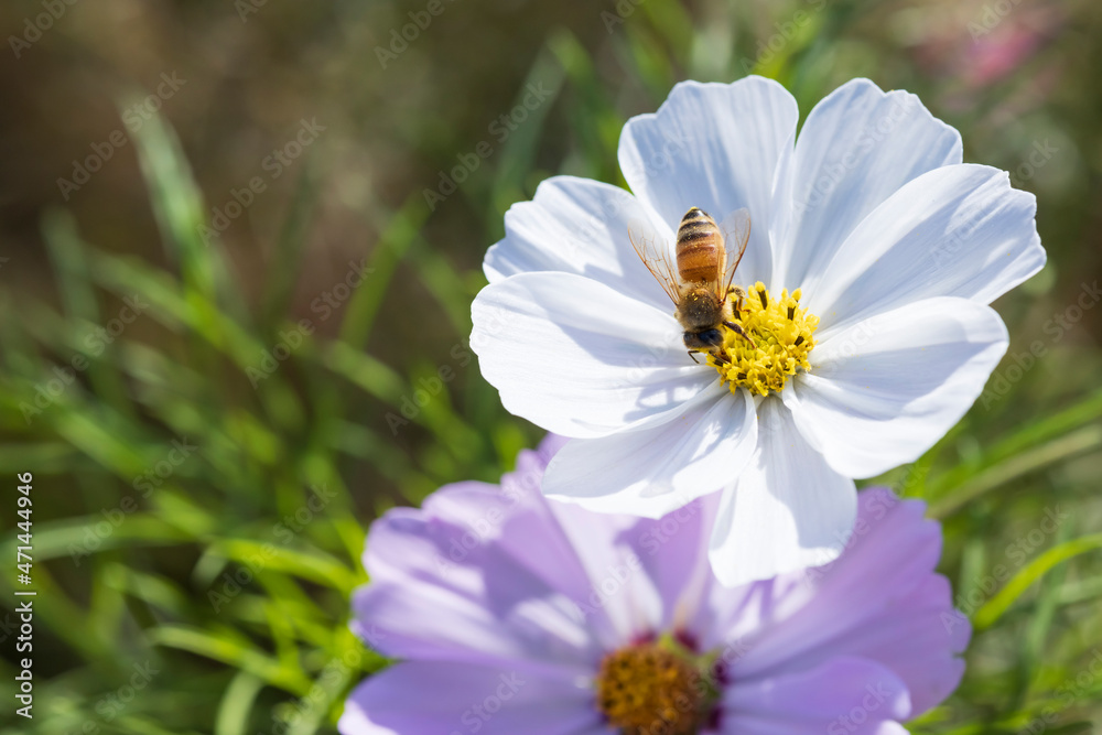 Obraz premium 瑞々しい葉のカラフルなコスモス