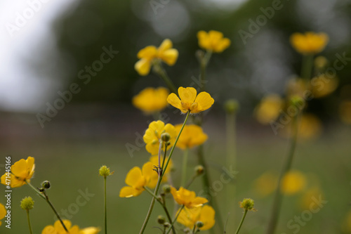 Nahaufnahme einer gelb blühenden Blume 