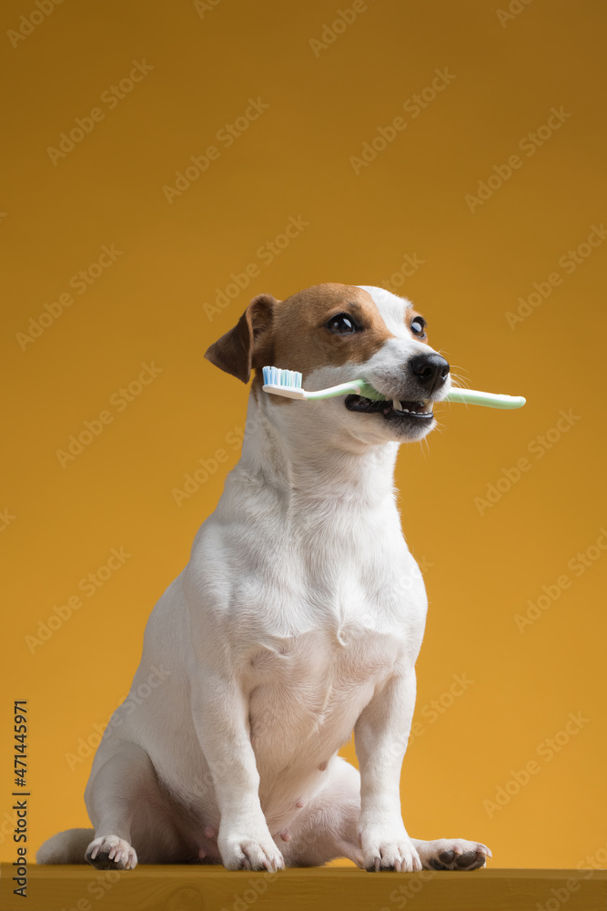 Dog with a toothbrush in his mouth on a yellow background