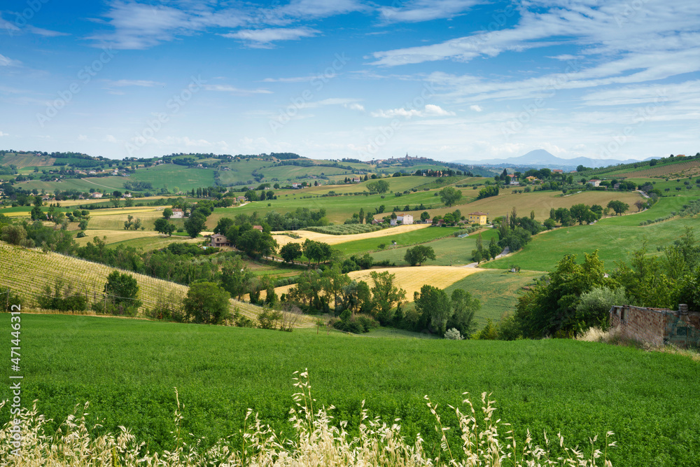 Rural landscape near Corinaldo and Ostra Vetere, Marche, Italy