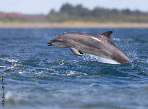 Young wild bottlenose dolphin. Wild Tursiops truncatus bottlenose dolphins swimming free in Scotland in the Moray firth wild hunting for salmon
