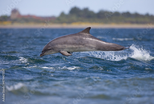Fényképezés Young wild bottlenose dolphin
