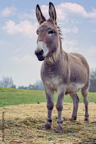 donkey standing in field on cloudy day