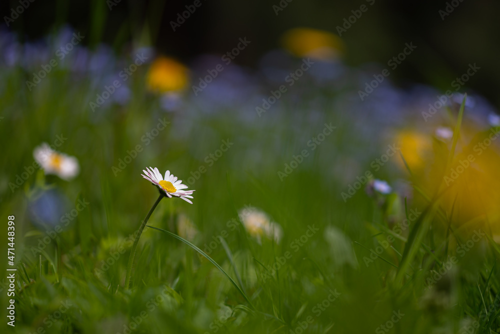 Polska wiosenna łąka pokryta kwiatami.  - obrazy, fototapety, plakaty 