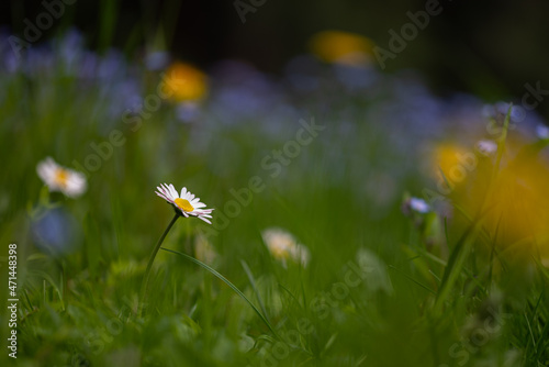 Polska wiosenna łąka pokryta kwiatami. 