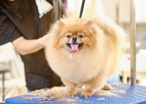 Professional groomer tidies up a Pomeranian on the table close-up