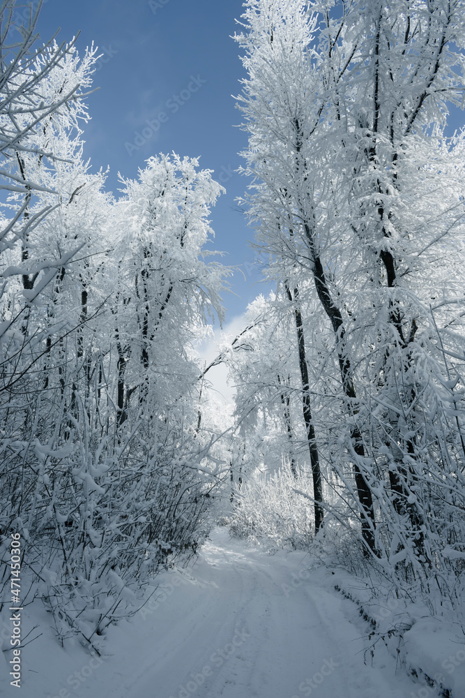 frozen winter woods with snowy path and tall trees
