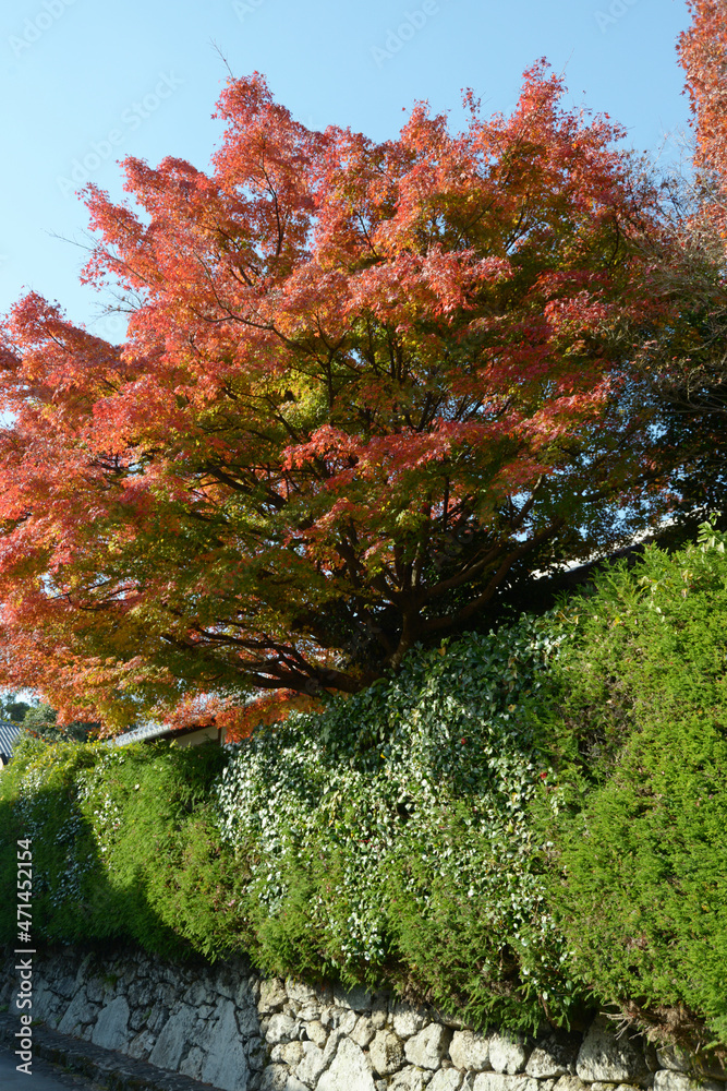 緑の垣根と紅葉