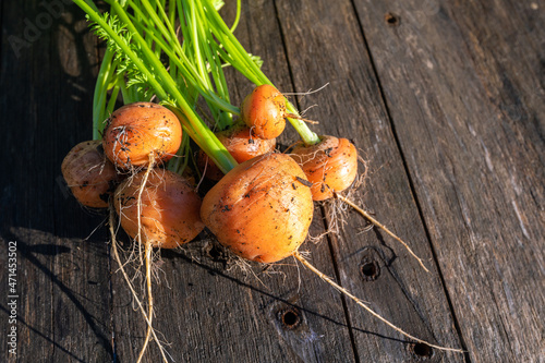Canvas Print Fresh organic round carrots from the home garden bed on barn wood table