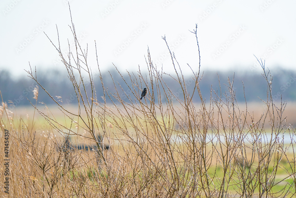 Obraz premium Singing bird, Reed Bunting sitting on a branch. Small bird with a black head in the yellow reeds and bushes