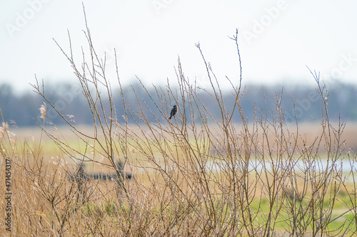 Singing bird  Reed Bunting sitting on a branch. Small bird with a black head in the yellow reeds and bushes