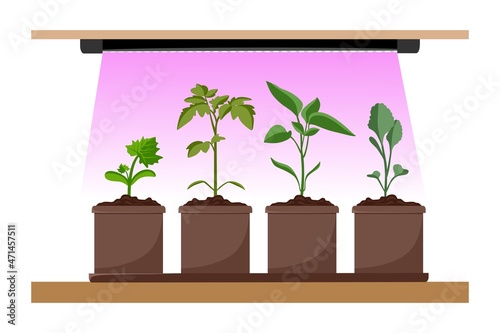 Phytolamp for plants and seedlings. Growing garden plants with purple light. Plant care. Vector illustration