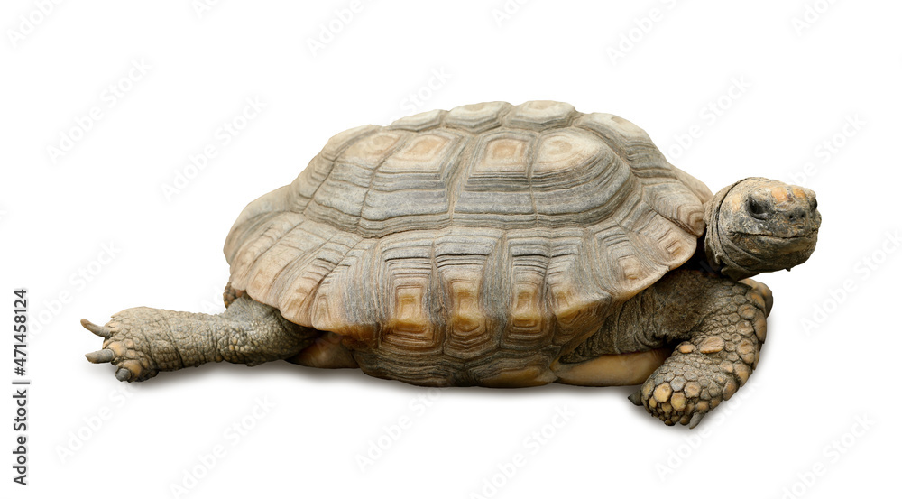 Obraz premium Beautiful tortoise on white background. Wild animal