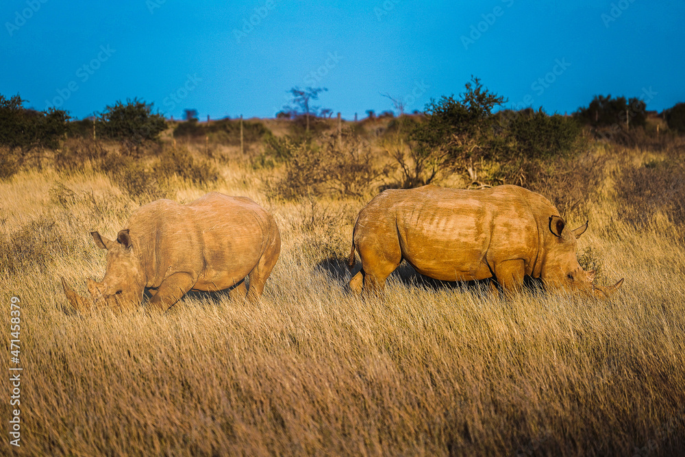 Naklejka premium rhino in the savannah