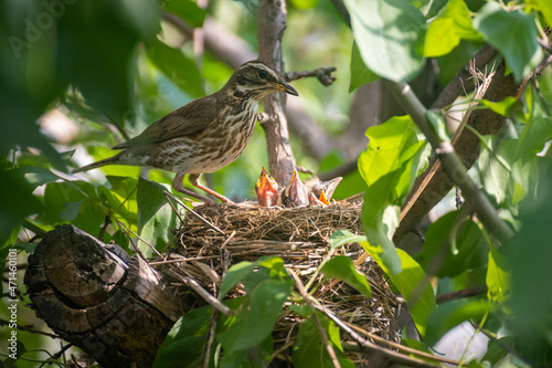 An adult bird in a nest with chicks