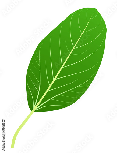 green leaf of the Bengali ficus tree