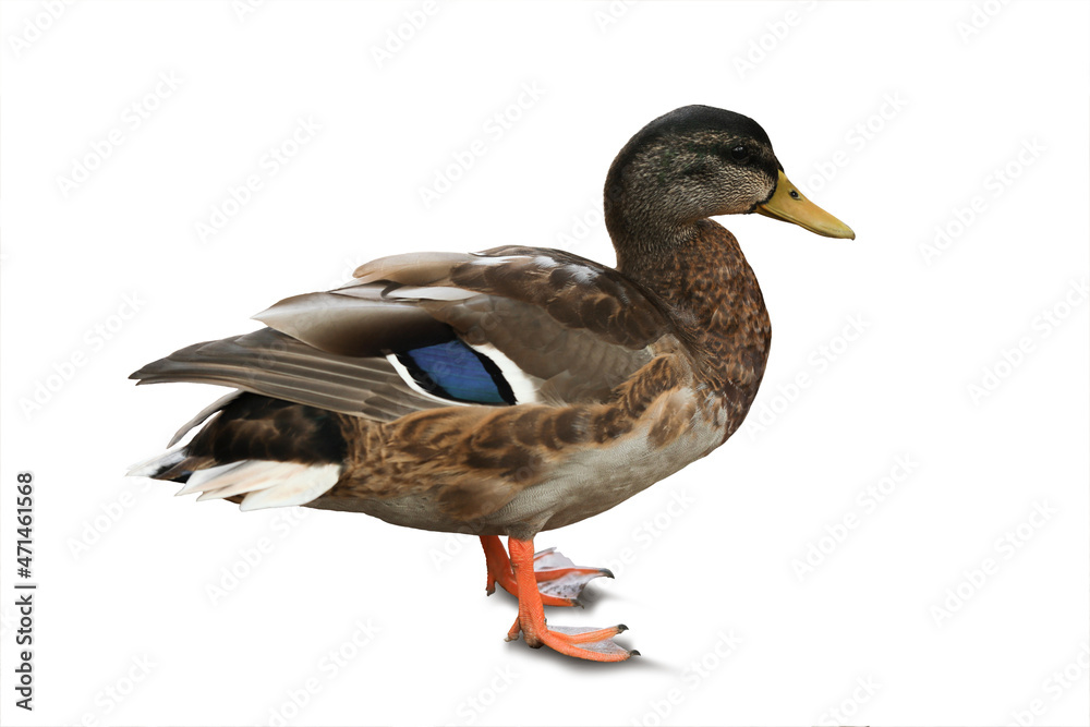 Obraz premium Cute duck on white background. Wild animal