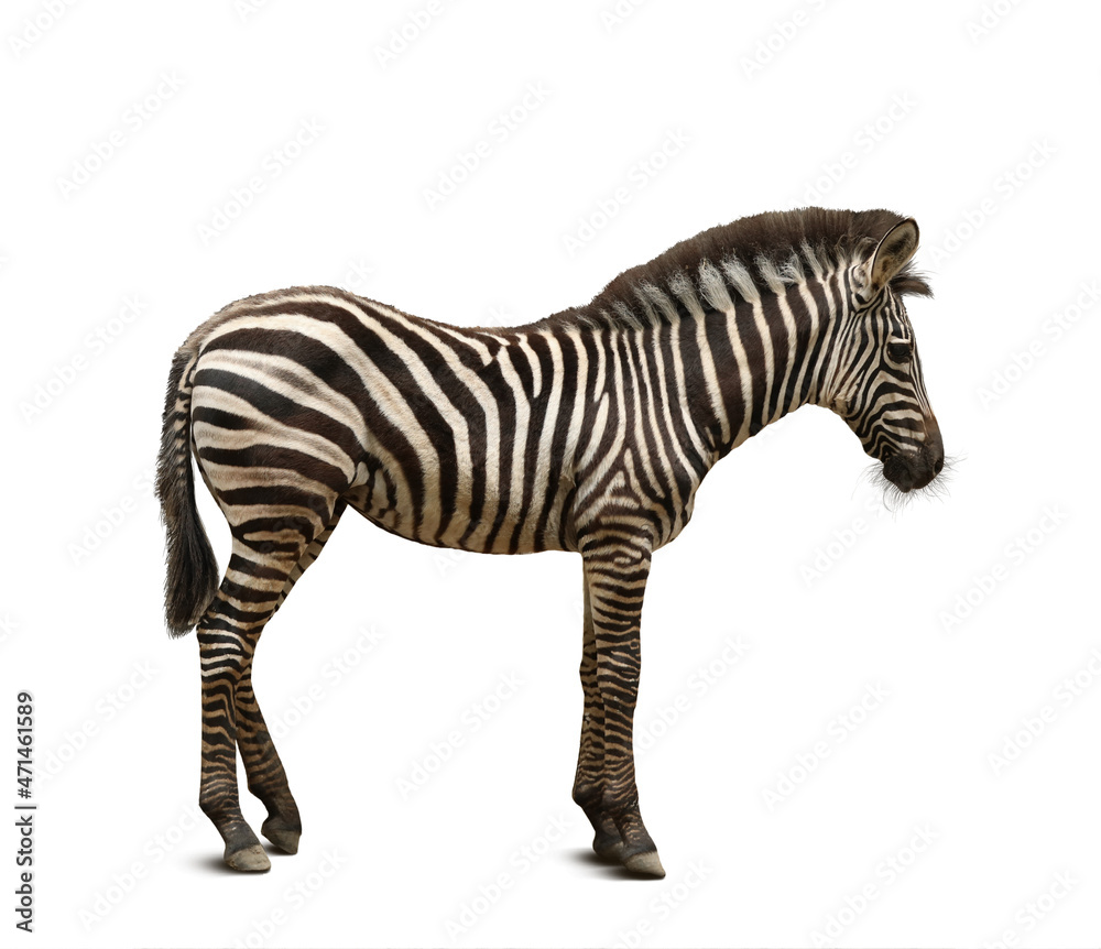 Fototapeta premium Beautiful zebra on white background. Exotic animal