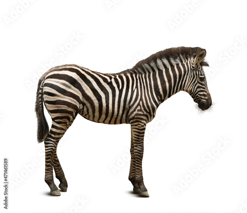 Beautiful zebra on white background. Exotic animal