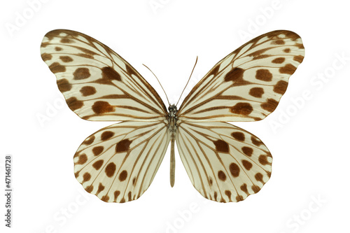 Beautiful fragile exotic butterfly on white background photo