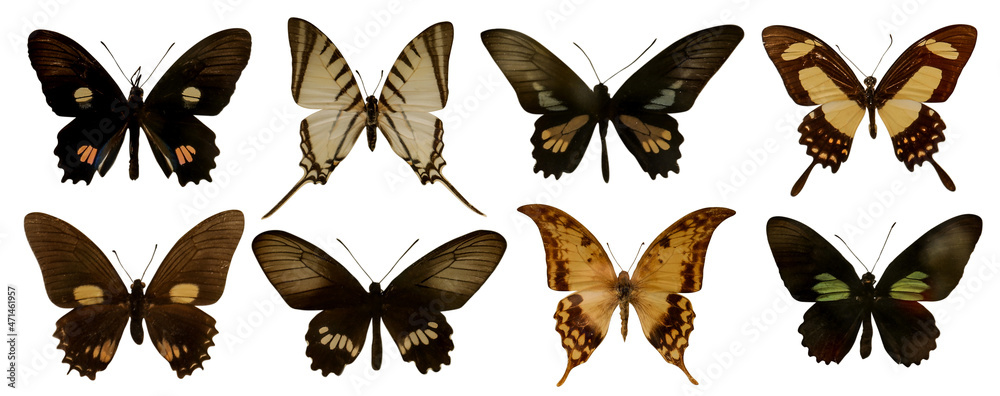 Set with beautiful exotic butterflies on white background. Banner design