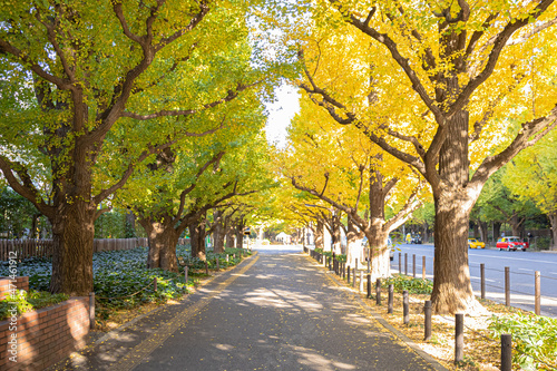 明治神宮外苑　いちょう並木